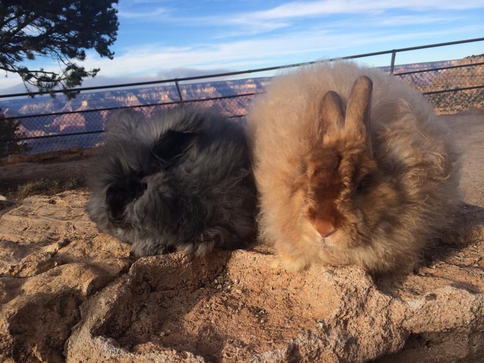 Angora
